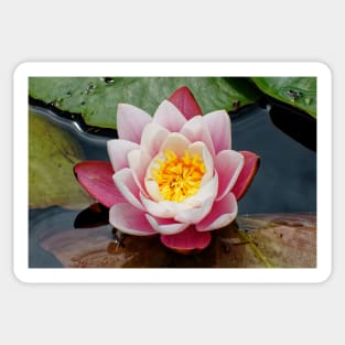 Blooming water lily in summer Sticker